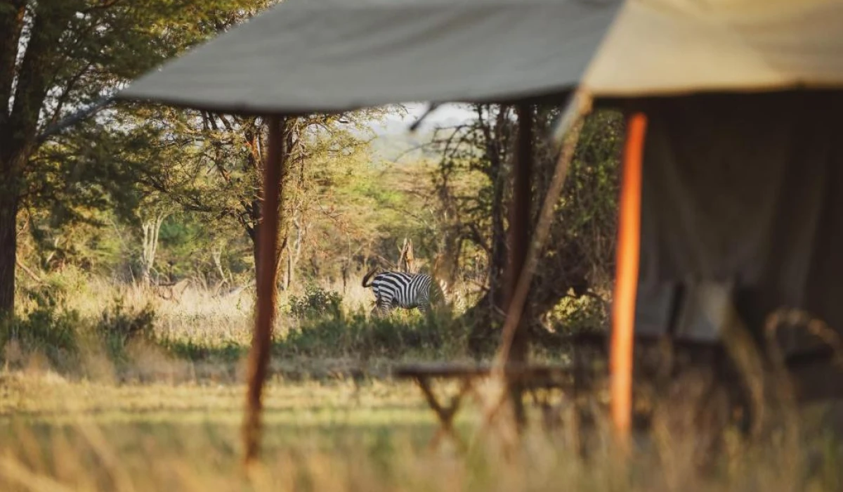 Zawadi Serengeti Camp