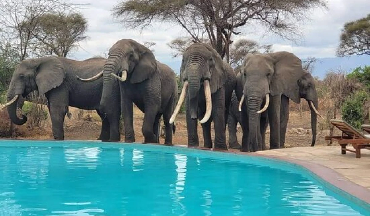 Tarangire simba lodge