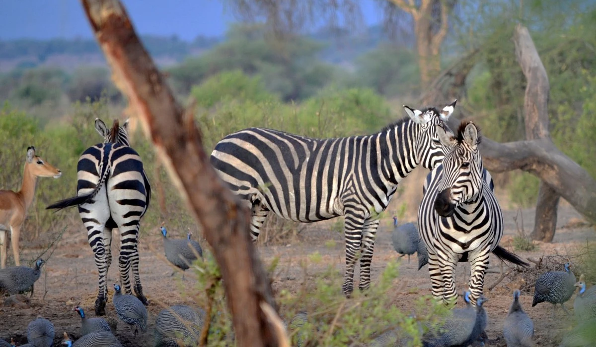 Tarangire simba lodge