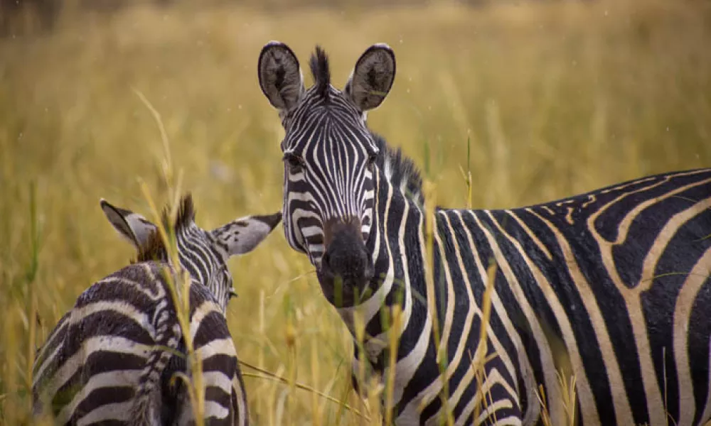 por-qué-safaris-en-tanzania-esto-es-lo-que-le-contamos
