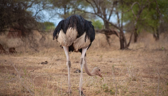qué-animales-puedo-ver-durante-un-safari-en-tanzania