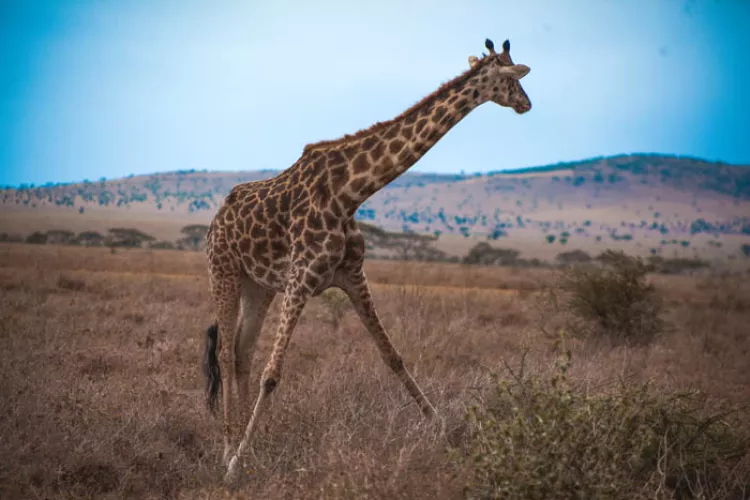On safaris Tanzania