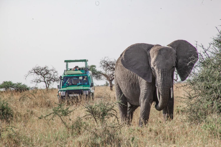 On safaris Tanzania
