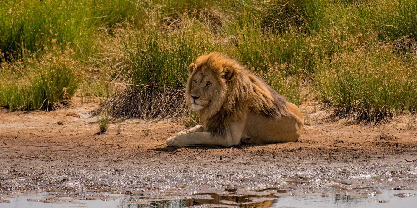 Descubre la Belleza Salvaje de Tanzania