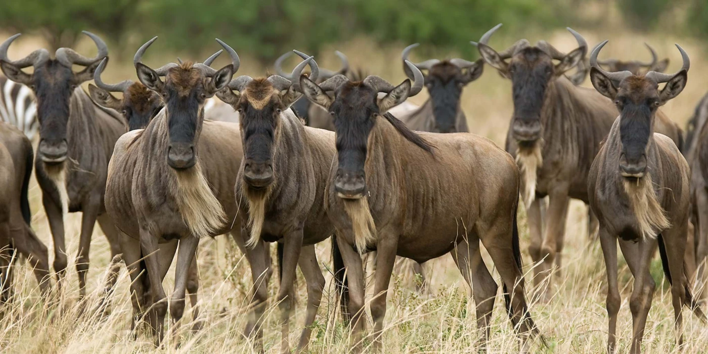 SAFARIS POR TANZANIA