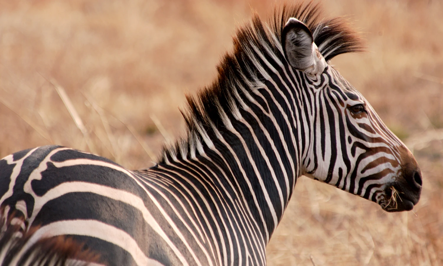 ¡Aventuras inolvidables en el corazón de África!